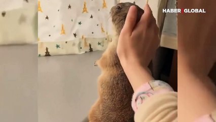 Sürekli sevilmek isteyen çayır köpeğinin el hareketi kahkahaya boğdu