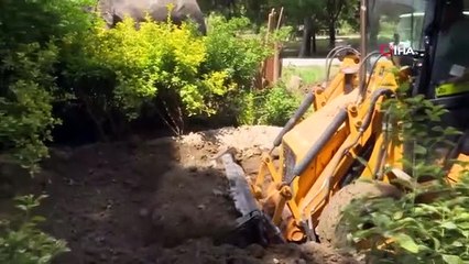16 yıl önce ölen İzmir'in simgelerinden fil Bahadır'ın mezarı açıldı, kemikleri titizlikle çıkarılıyor