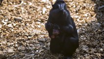 One of the world’s most endangered primates is born at Chester Zoo.