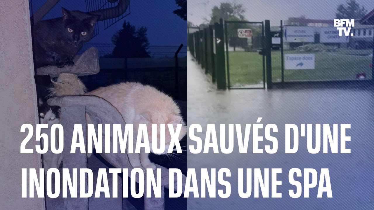 250 animaux ont été pris au piège dans une inondation après un orage violent à la SPA de Lyon