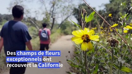 Les abeilles californiennes attendent le soleil pour butiner