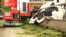 Robots que cultivan y ordeñan vacas: ¿Cómo funciona una granja lechera inteligente?