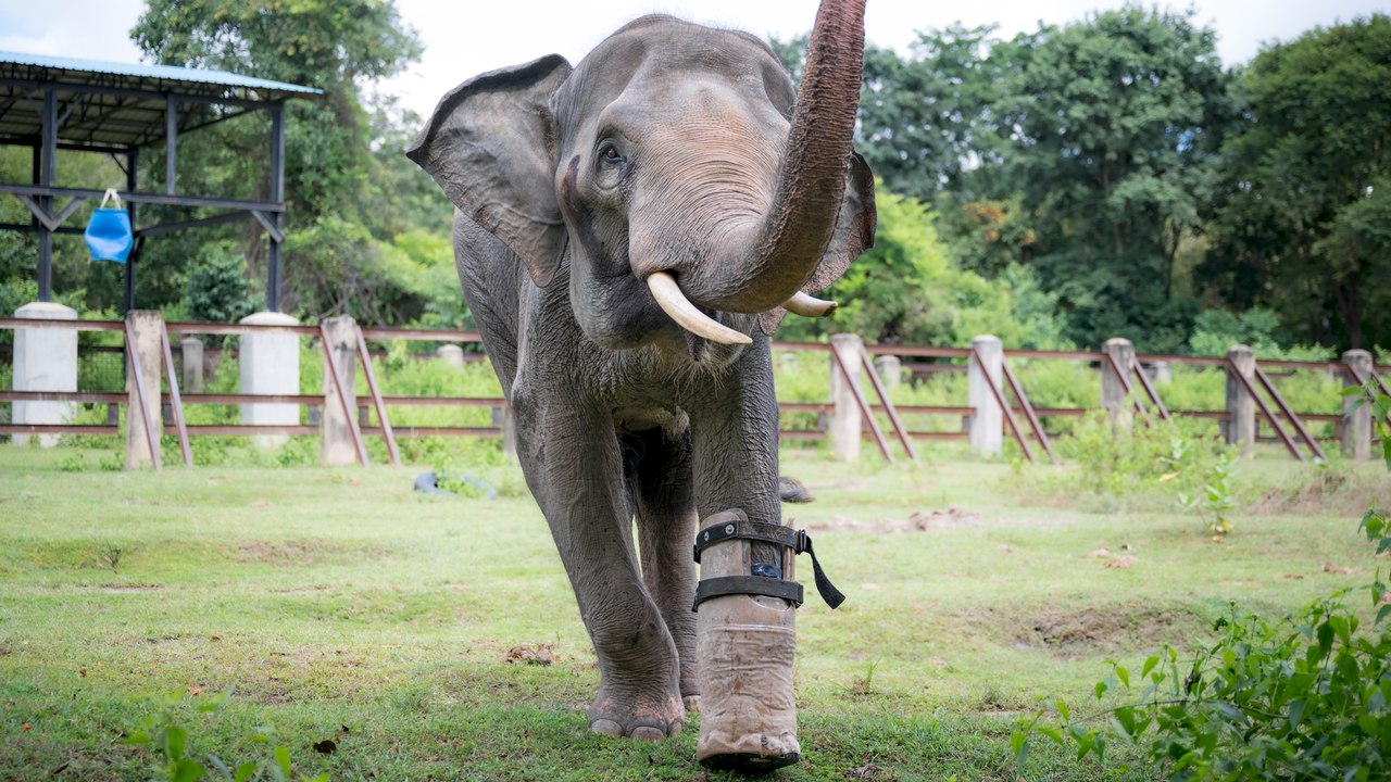 Rescued ELEPHANT fitted with a prosthetic foot!