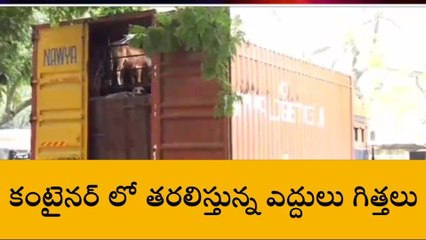 తూర్పు గోదావరి జిల్లా: కంటైనర్ లో గోసంతతి అక్రమ రవాణా