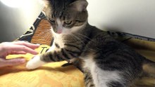 Cute Cat Wakes up