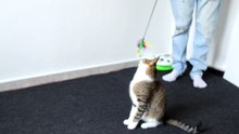 Funny Cat Plays with Toy (1)