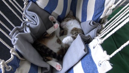 Funny cat Sleeps Upside Down in a Swing Chair (1)
