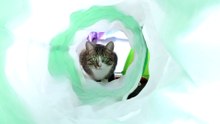When I Was in Clinical Death I Saw a Cat in the Light Tunnel