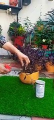gardening ideas for home