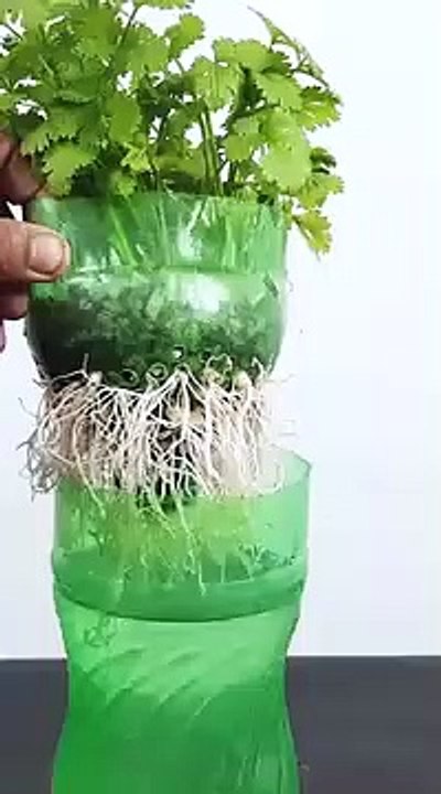 Grow coriander with this method in 7 Days#Shorts