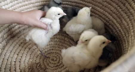 The Amazing World of Chickens: A Documentary