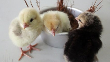 How to Raise Chickens at Home: A Beginner's Guide
