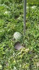 Manuel Puertas y sus sandías