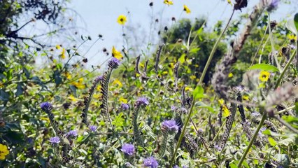 Californian honey bees await the state's famous sunshine