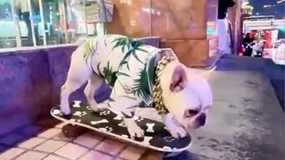Cute dog skating video | Puppy skateboarding shorts video | Amazing Videos  @inspiresemotions #inspiresemotions #dog #puppy #doglover #doglove #puppylovehuman #cutepet #nature