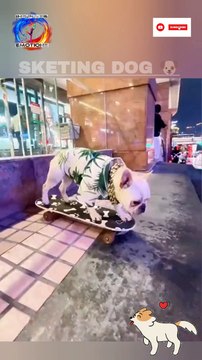 Cute dog skating video | Puppy skateboarding shorts video | Amazing Videos @inspiresemotions #inspiresemotions #dog #puppy #doglover #doglove #puppylovehuman #cutepet #nature
