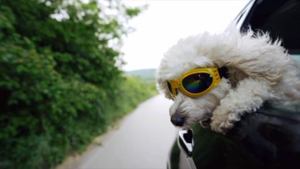 A Road Trip is Paws-ible With Your Pooch With These Simple Tips