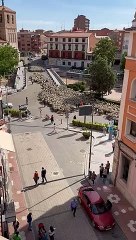 Ovejas en Medina del Campo