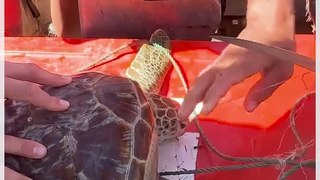 Boaters Rescue Turtle That Got Tangled Up in Fishing Line