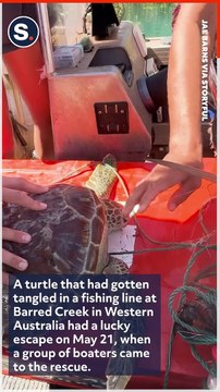 Boaters Rescue Turtle That Got Tangled Up in Fishing Line