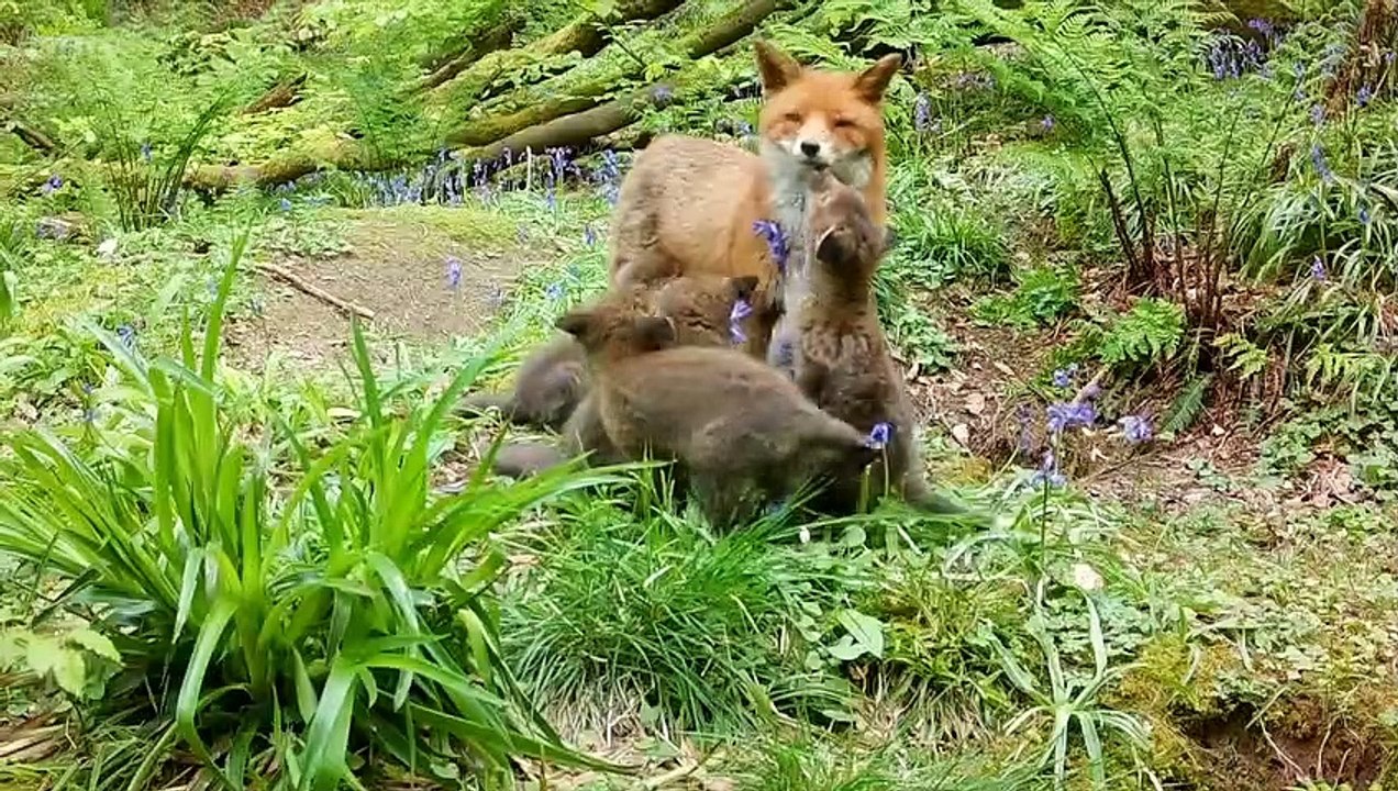 Springwatch 2023 Episode 6 Video Dailymotion