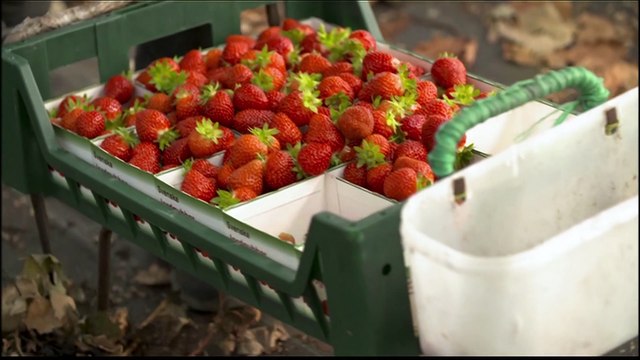 Andalucía busca afianzar la confianza de mercados internacionales en la fresa de Huelva