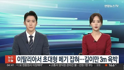 이탈리아서 초대형 메기 잡혀…길이만 3m 육박