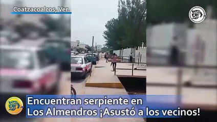 Encuentran serpiente en Los Almendros ¡Asustó a los vecinos!