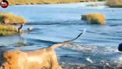 Stranded Lion Gets Surrounded by Hippos - What Happen Next