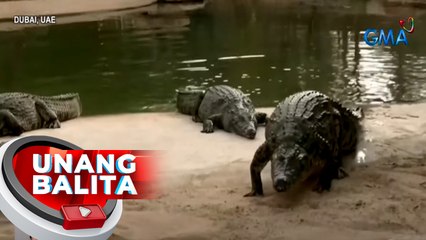 Crocodile park na may 250 buwaya, patok sa mga bisita | UB