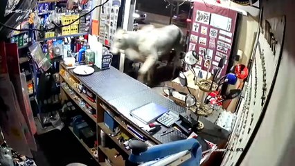 ext-toro-comercio-060623