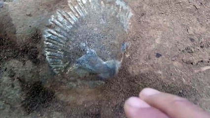 Fosil Kerang Yang Tersembunyi bahkan Hampir Tak Berhara