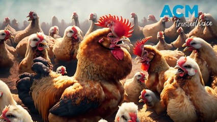 Hilarious ‘Chicken Wars’ on TikTok sparks a wholesome viral trend