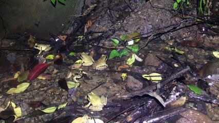 New Amphibian Discovered: Meet the Southern Stuttering Frog 🐸