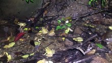 The southern stuttering frog