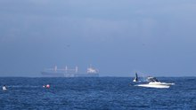Whale entangled off Newcastle Beach