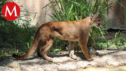 Protección Civil recibió reportes de avistamiento de un puma con sus crías en Cadereyta
