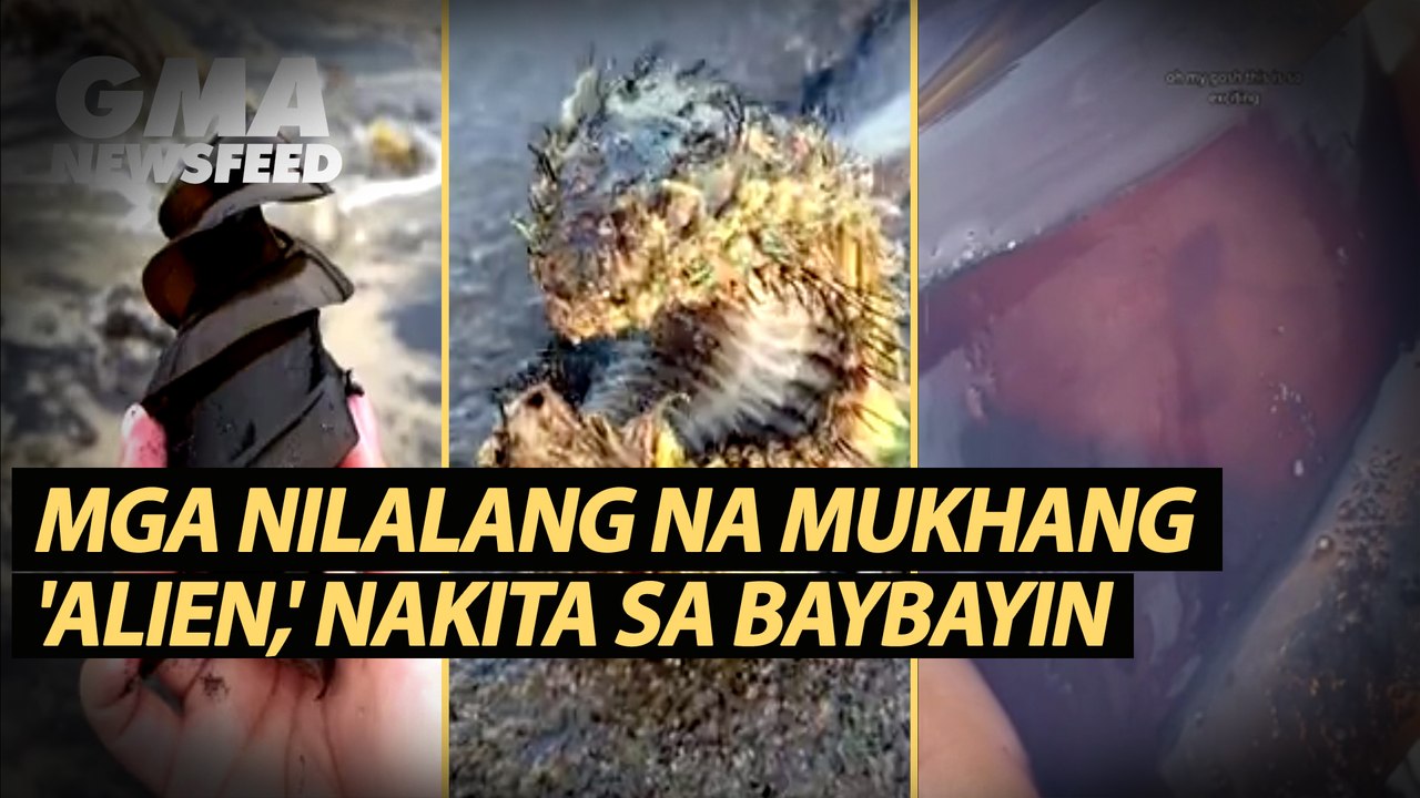 Mga nilalang na mukhang 'alien,' nakita sa baybayin | GMA News Feed ...