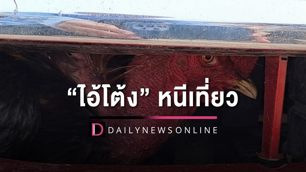 ‘ไอ้โต้ง’ หนีเที่ยว!  ไปกลับ 100 กม. คอหวยแห่ส่องเลขทะเบียน | HOTSHOT เดลินิวส์ 07/06/66