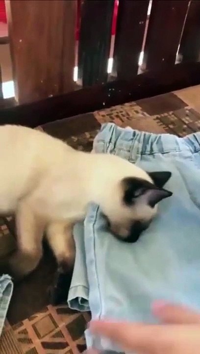 Cats sleep