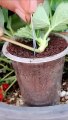 Growing strawberry at home