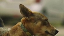 Día Mundial del Perro Sin Raza: adopta, no compres 🐾💛