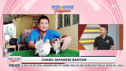 Chabo Japanese Bantam