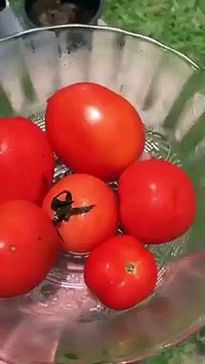 Grow your vegetable garden at home ! #plants #tomatogarden # #garden #gardening