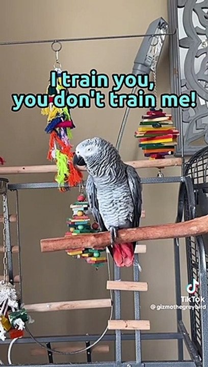 Gray parrots talking.