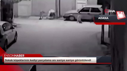 Adana'da sokak köpeklerinin kediyi parçalama anı