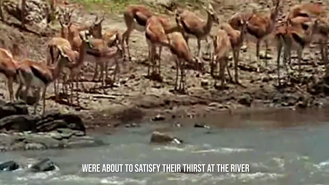 1 Second is Enough To Kill The Prey (2)