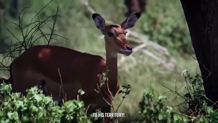 Hippo Throws An Impala As an Easy Meal For Predators