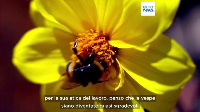 La rana più strana dell'India e lo squalo brutto : queste specie devono comunque essere salvate