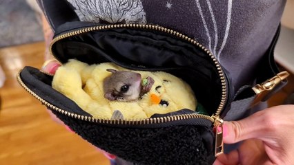 A Flying Squirrel Eating a Pea In A Pineapple In A Purse